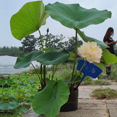 红唇盆栽观赏荷花荷之韵正品