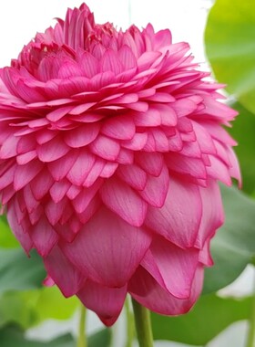 至尊千瓣观赏荷花庭院荷之韵正品