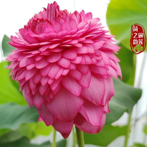 至尊千瓣观赏荷花庭院荷之韵正品