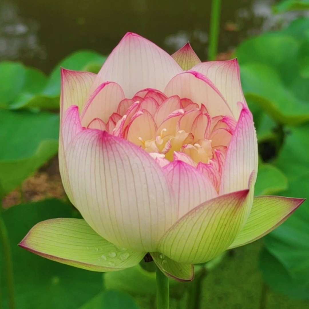 新云锦碗莲种藕苗子大型盆栽荷花苗室内阳台庭院鱼池植物四季开花