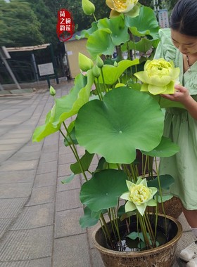 金陵叠翠大型观赏荷花荷之韵正品