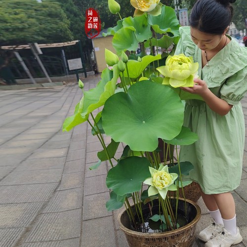 金陵叠翠大型观赏荷花荷之韵正品