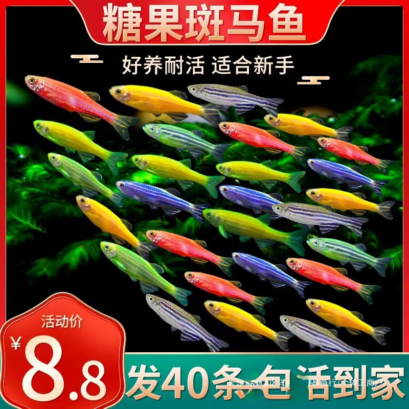 斑马鱼热带淡水观赏鱼小型鱼好养灯科鱼孔雀鱼苗金鱼其他过滤器