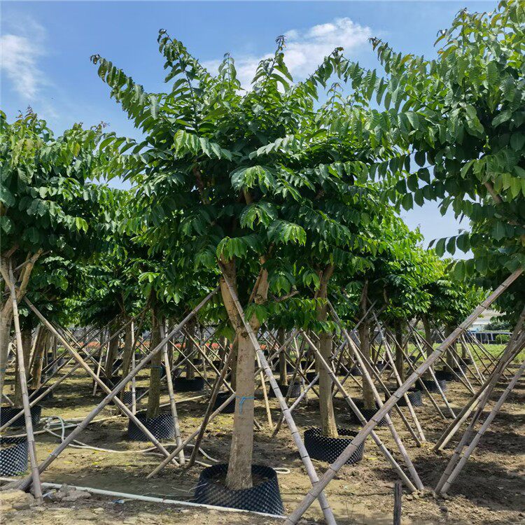 全冠大花紫薇乔木小区学校城市行道树大叶紫薇假植苗园林绿化施工