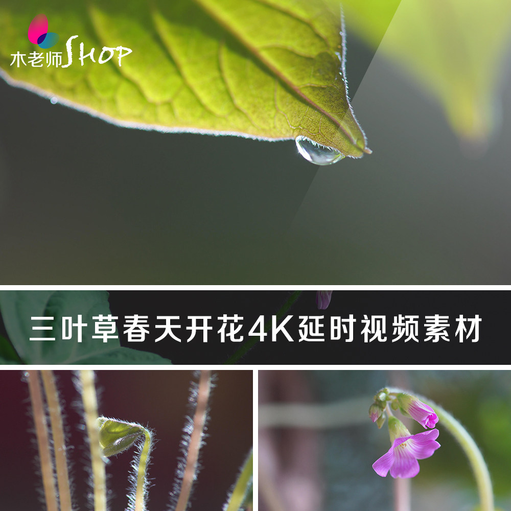 三叶草春天开花4k延时视频素材光照希望成长春季花卉花朵植物生长