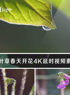 三叶草春天开花4K延时视频素材光照希望成长春季花卉花朵植物生长