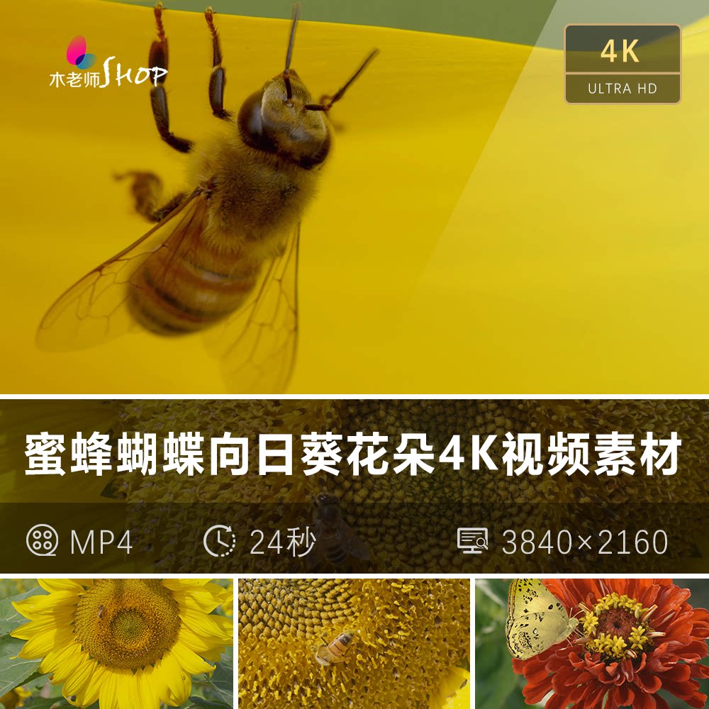 蜜蜂蝴蝶向日葵花朵4K视频素材实拍自然生态花卉昆虫采蜜特写空镜