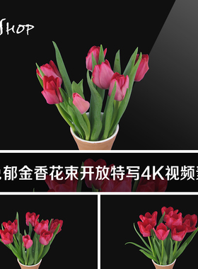 红色郁金香花束开放4K特写视频素材实拍植物花卉花朵绽放成长过程