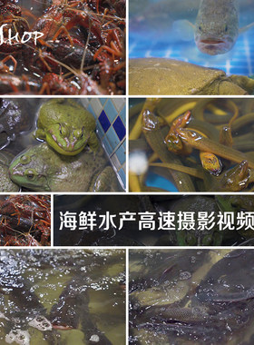 海鲜水产高速摄影实拍视频素材小龙虾淡水鱼牛蛙鲇鱼鲤鱼鲫鱼黄鳝