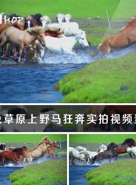 绿色草原野马狂奔实拍视频素材马儿奔跑跨过小溪万马奔腾骏马奔驰
