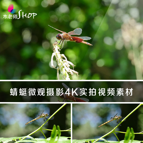 蜻蜓微观摄影4K实拍视频素材大自然节肢动物昆虫类近距离拍摄细节