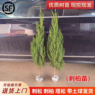 刺松刺柏树苗塔柏松柏苗四季常青宝塔松侧柏苗道路松柏树苗