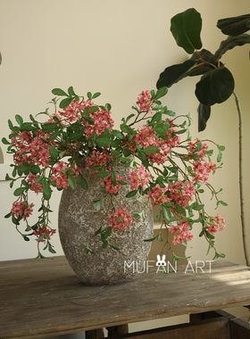 5头蓝雾花室内植物田园风