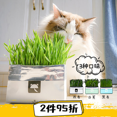 未卡仲夏夜无土手工种植水培猫草