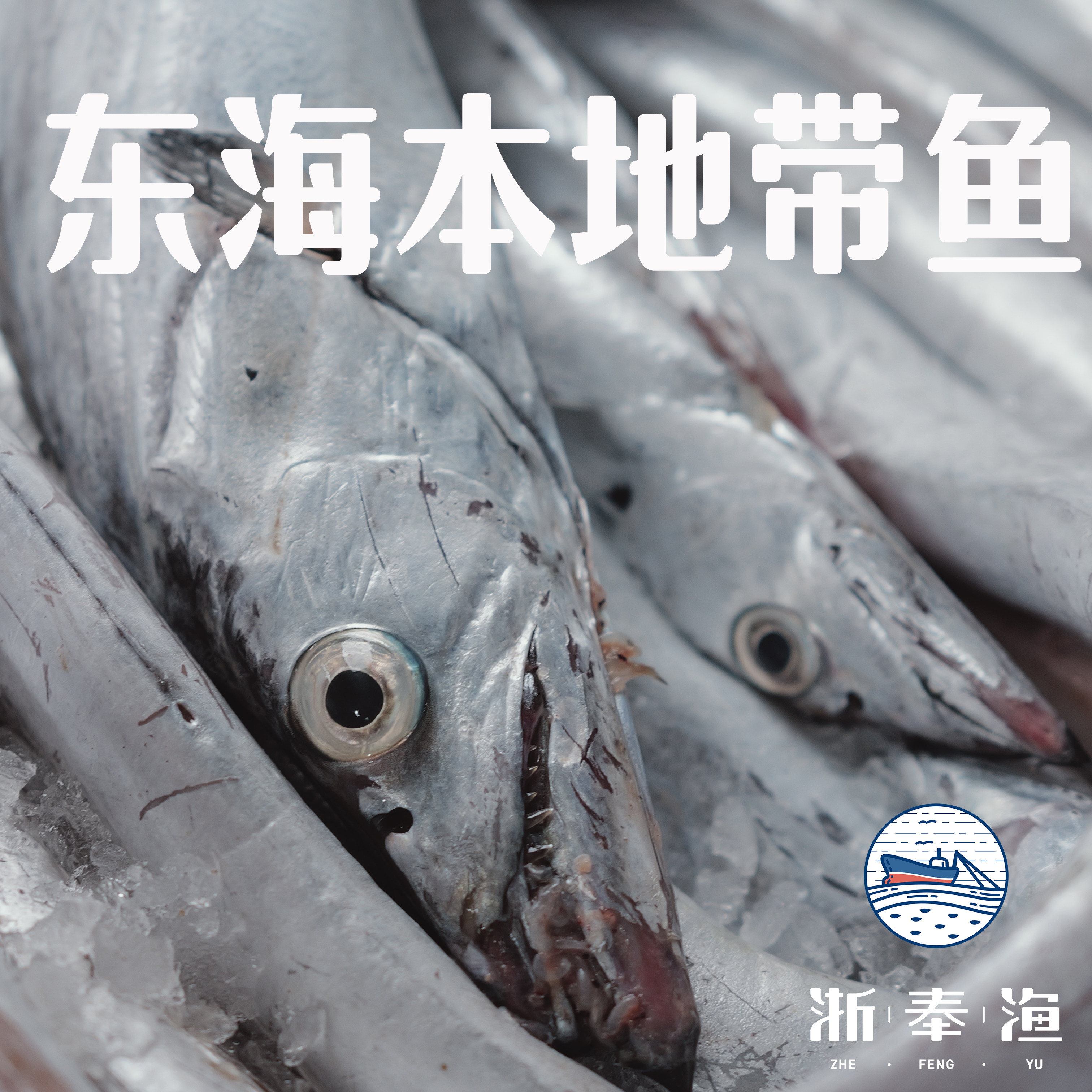 浙奉渔冰鲜小眼油带鱼0.9-2斤