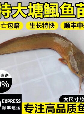 本地塘鲺鱼苗塘角鱼苗鲶鱼苗皇妃一号三黄塘鲺淡水养殖土塘虱鱼苗