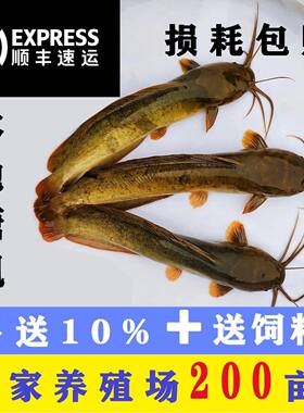 本地塘鲺鱼苗塘角鱼苗鲶鱼苗皇妃一号三黄塘鲺淡水养殖土塘虱鱼苗