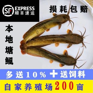 本地塘鲺鱼苗塘角鱼苗鲶鱼苗皇妃一号三黄塘鲺淡水养殖土塘虱鱼苗