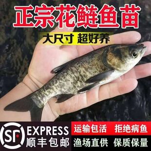 花鲢鱼苗淡水好养殖半斤鲢鳙鱼苗胖头鱼鳊鱼四大家鱼雄鱼大头鱼苗