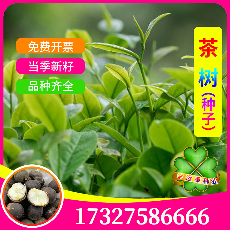 茶树种子绿茶籽茶叶香早茶花耐冬大果红花油茶毛尖铁观音抗旱抗寒