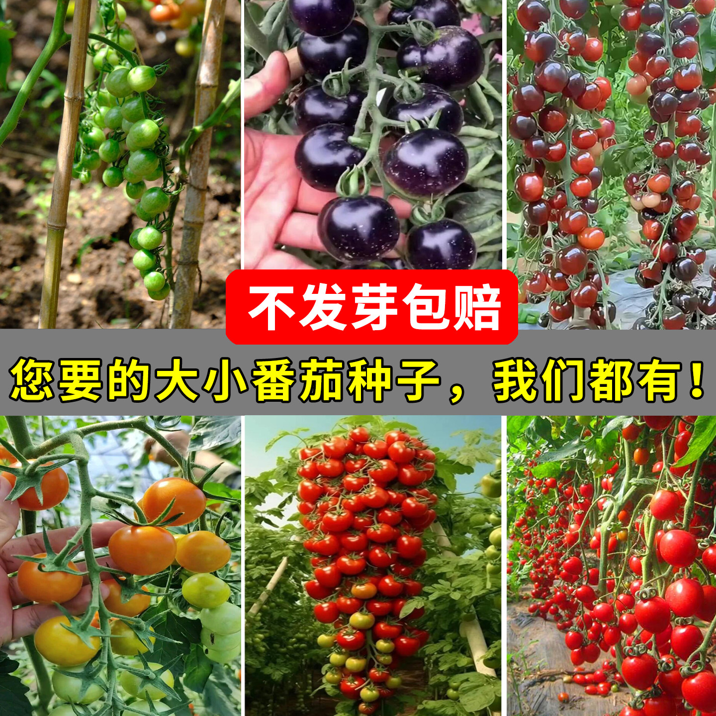 幸运草樱桃千禧圣女果种子盆栽
