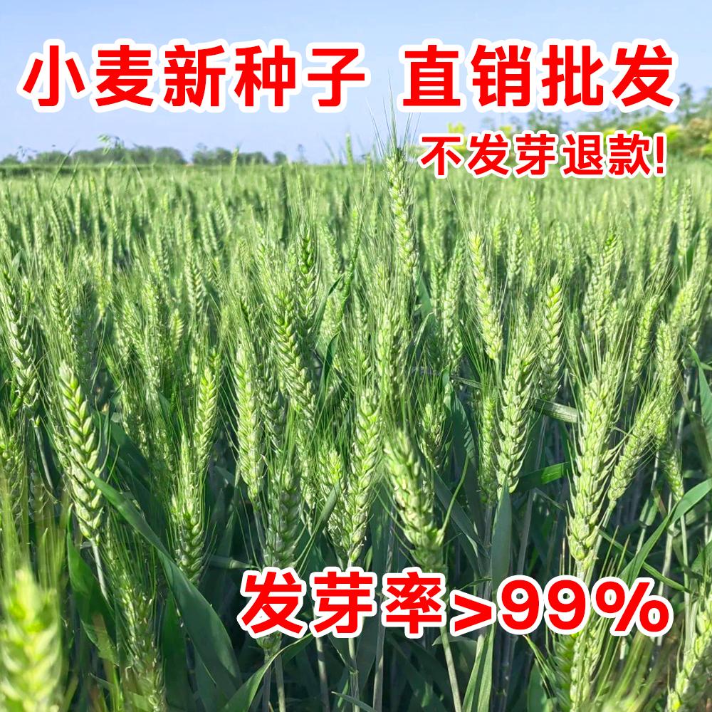 小麦种子高产山东江苏小麦优质强筋春小麦种子矮秆抗倒大穗原种