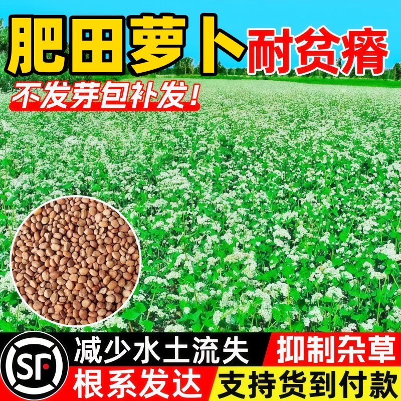 幸运草种业果园绿肥蜜源草籽