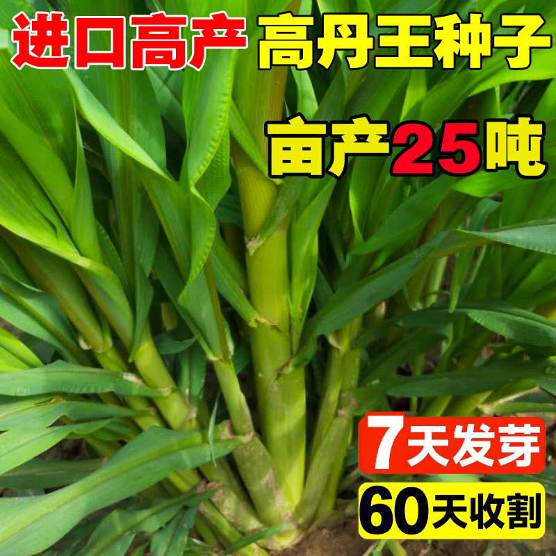 高丹王草种籽四季养殖高产牧草种子苏丹草播种畜猪鸡牛羊鱼草种籽