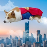 Супермен превращается в собак и домашних животных для кошачьих питомцев