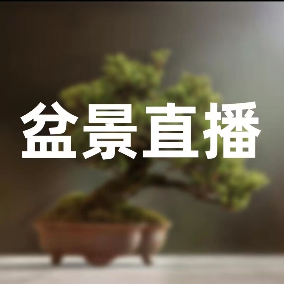 直播间【一物一拍】各种精品微盆景雀舌黄杨小老装枫树金弹子白蜡