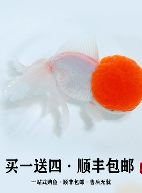 养不活包退品质保证鹤顶红金鱼