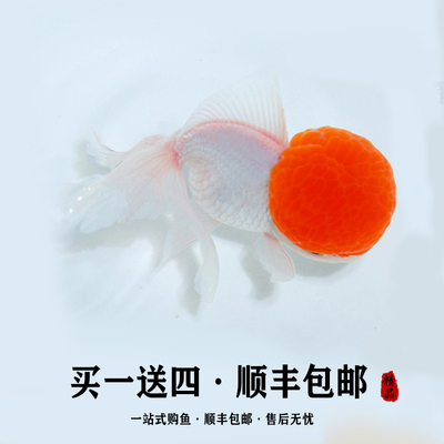 养不活包退品质保证鹤顶红金鱼