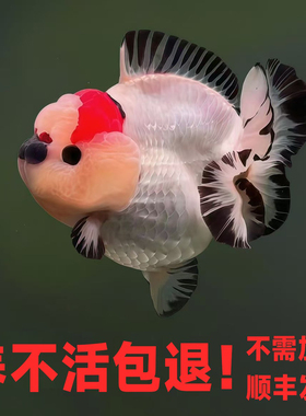 玛丽金鱼精品红黑白三色泰国进口f1正品泰狮活体小鱼苗好养冷水淡