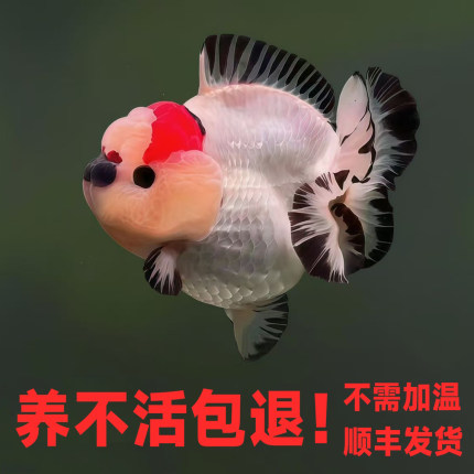 玛丽金鱼精品红黑白三色泰国进口f1正品泰狮活体小鱼苗好养冷水淡