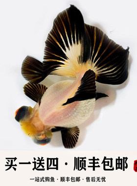 养不活包赔品质保证蝶尾金鱼