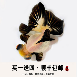 精品熊猫蝶尾 金鱼活体观赏鱼小鱼苗招财鱼国粹风水鱼水族宠物冷