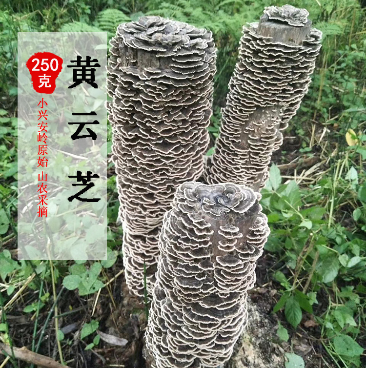 长白山野生250g新货整枝灵芝