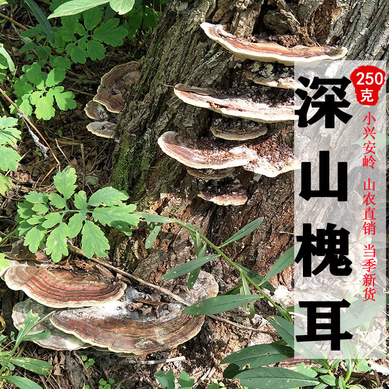 槐耳深山采摘250克新货槐娥槐生孔菌槐栓菌槐灵芝干品整枝煮