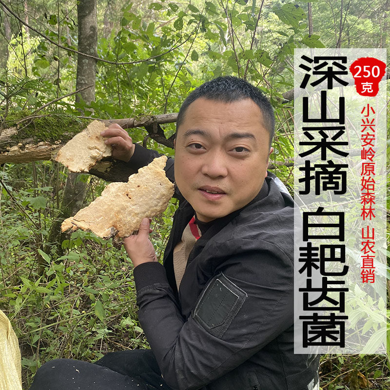 白耙齿菌东北深山白囊耙齿菌干品250g新货正品白菌大个整枝可打粉,传统滋补营养品,整枝灵芝,淘宝优惠券,粉丝福利购,淘宝优惠卷