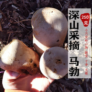 东北马勃250g马粪包新货含粉高灰菇牛屎菇马屁包菌干无硫小整枝粉