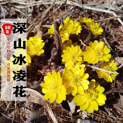 冰凌花东北干花50g包邮深山采摘冰里花泡水泡酒侧金盏花茶