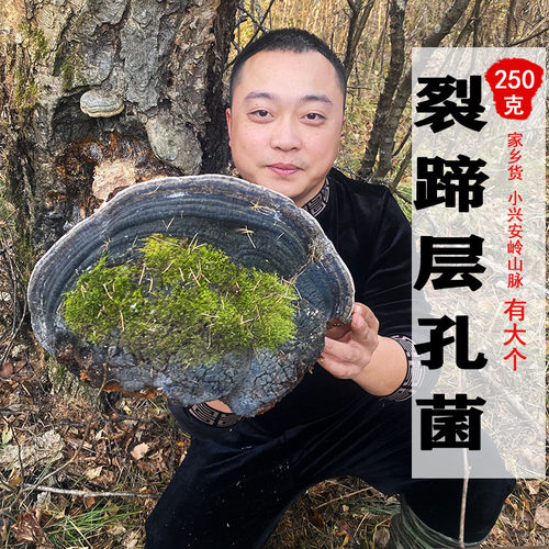 层孔菌特级红肉新货切块整枝灵芝