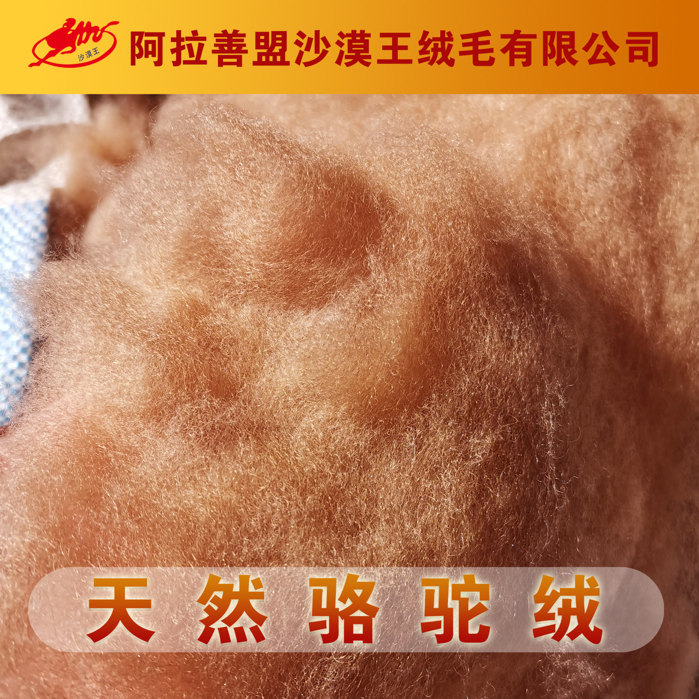 阿拉善双峰驼沙漠王优质驼绒驼毛原料被子棉衣棉裤填充物优质包邮