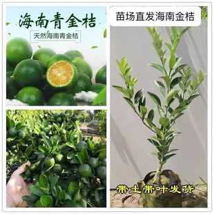海南小青桔树苗嫁接四季金桔苗当年结果室内盆栽带果果树苗