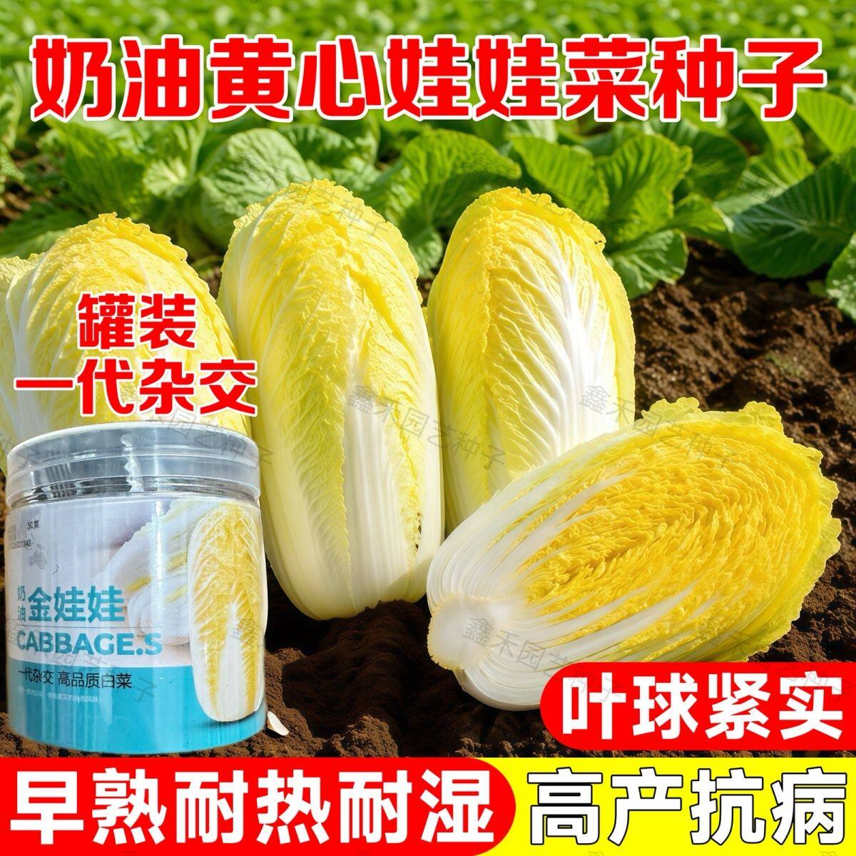 罐装娃娃菜种子 黄金娃娃菜种子小白菜种子黄心白菜耐热耐寒蔬菜