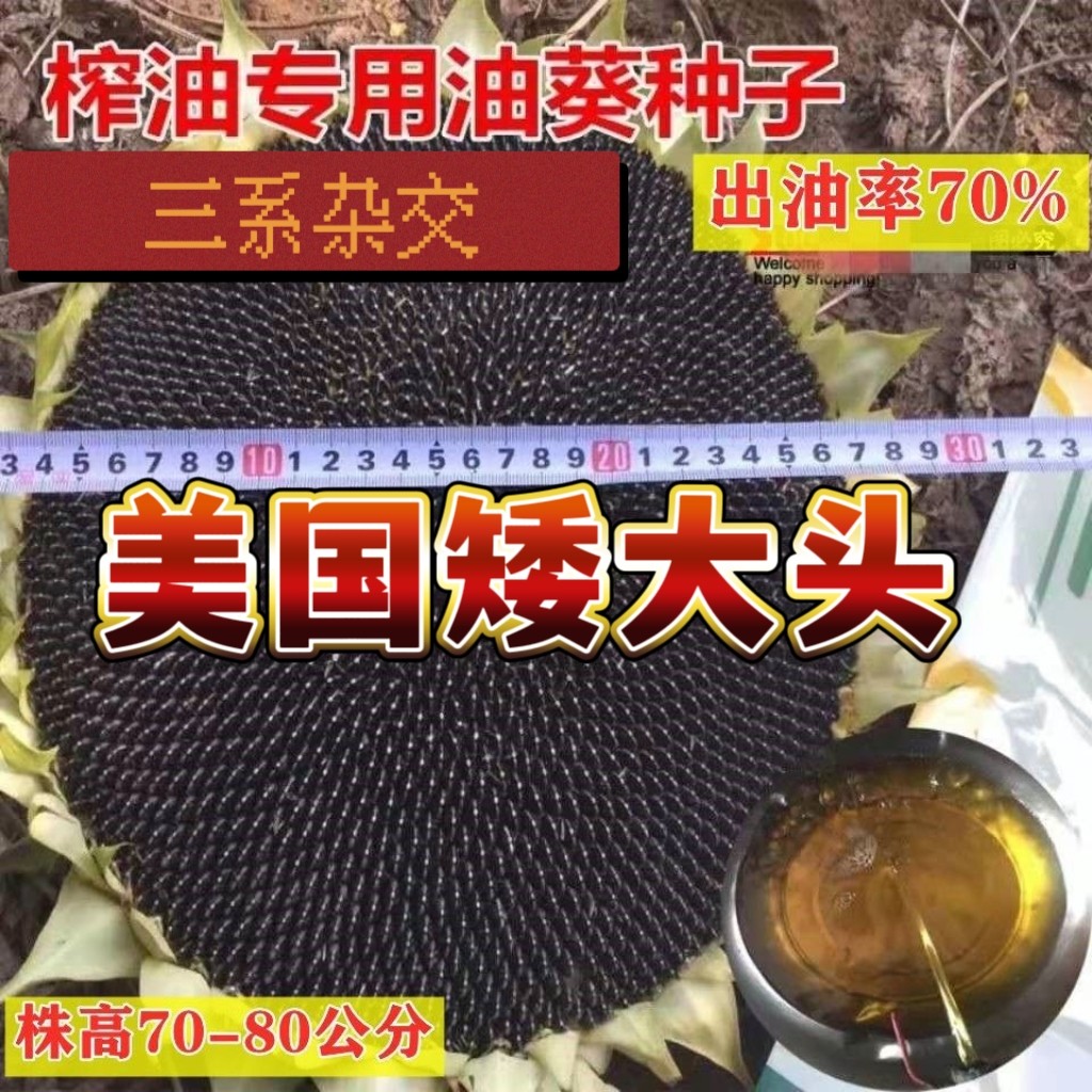 高产油葵种子美国超级矮大头油葵种籽出油高基地专用优质油葵种子