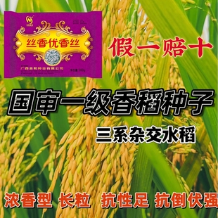 优质丝苗米种子 丝香优香丝 国审一级香稻三系杂交水稻高产稻谷种