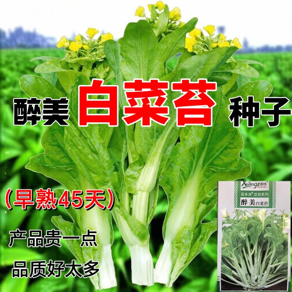 四季白菜苔种子极早熟45天醉美白菜苔耐寒耐热蔬菜种子原装种籽孑
