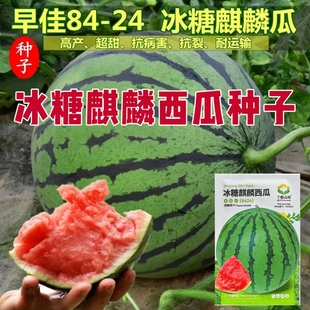 早佳8424冰糖麒麟西瓜种子超甜薄皮西瓜种子红壤西瓜种籽高产抗病