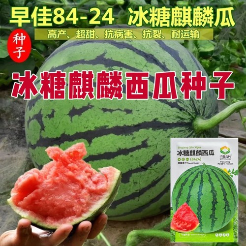 早佳8424冰糖麒麟西瓜种子超甜薄皮西瓜种子红壤西瓜种籽高产抗病